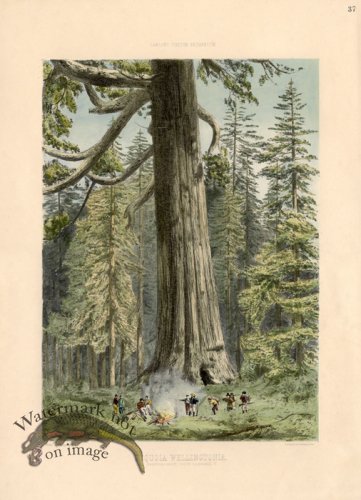 (image for) Giant Sequoia