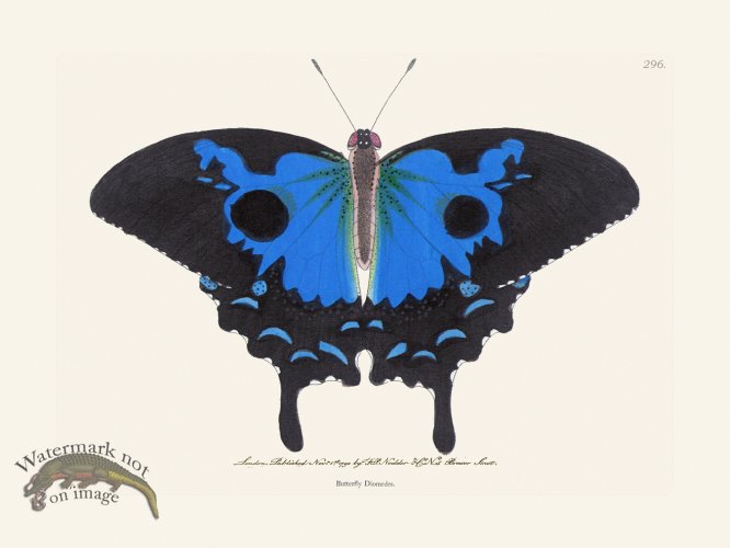 (image for) 296 Butterfly Diomedes