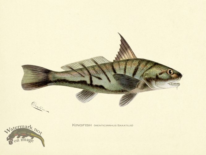 (image for) Kingfish