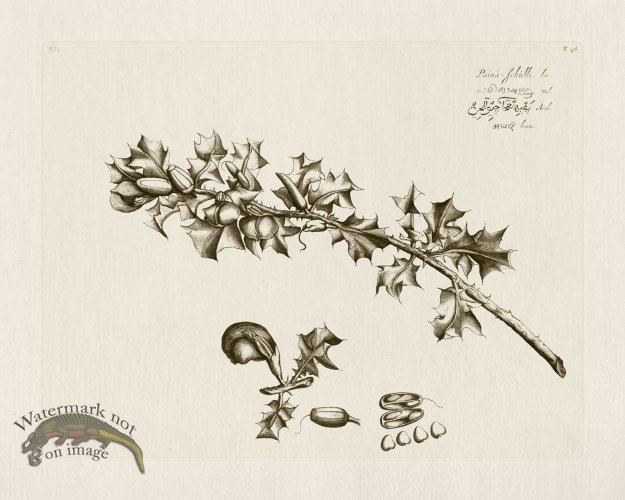 (image for) HORTUS VOL 02 48