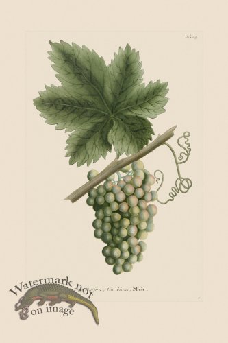 (image for) Weinmann PL 1015