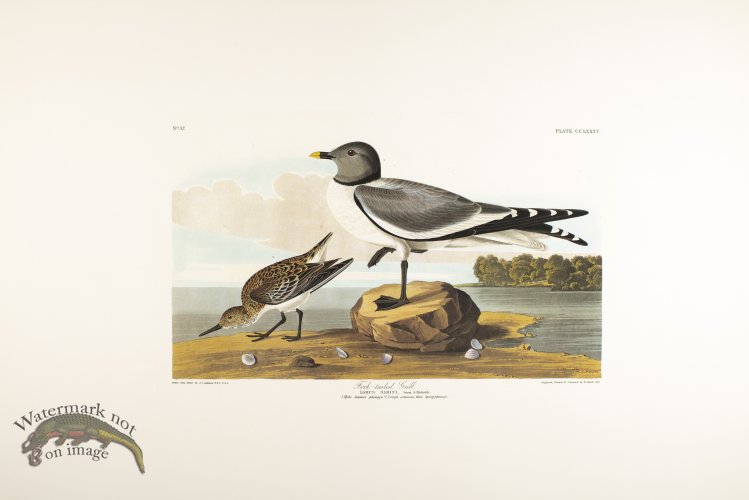 (image for) Fork-Tailed Gull