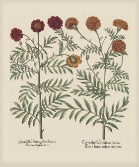 Besler 307 Colored B2