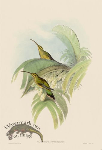 (image for) Gould Hummingbird 017