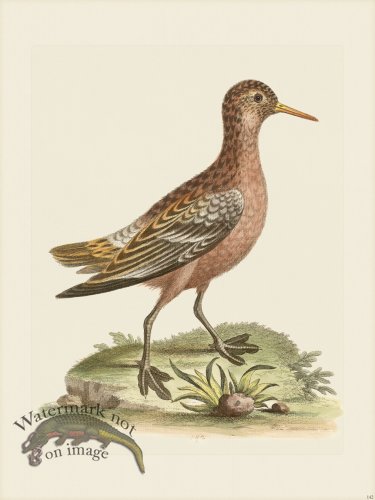 (image for) Edwards 142 Red Coot-footed Tringa