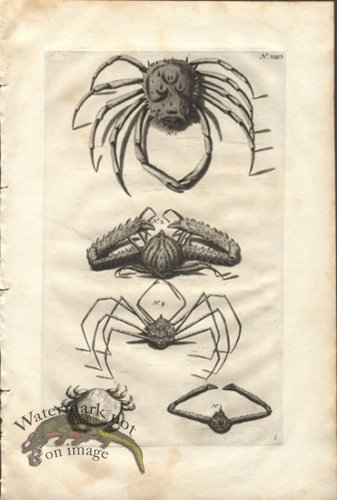 (image for) Rumphius 08