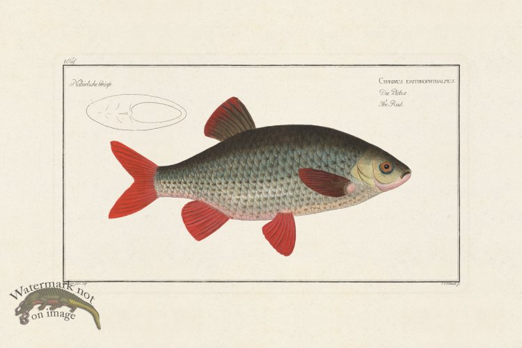 (image for) Bloch Fish 001