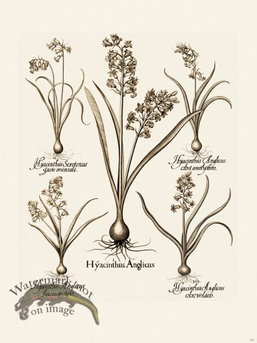 (image for) Besler 040 B1