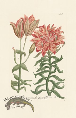 (image for) Weinmann PL 656