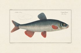 (image for) Bloch Fish 003