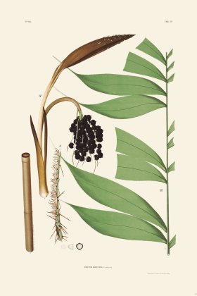 Rodrigues Palm Front 039