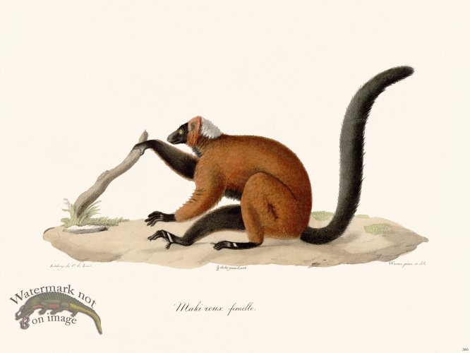 Cuvier 380 Female Red Maki