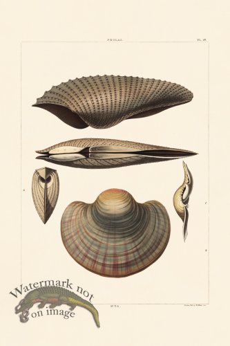 (image for) Perry Shell 56