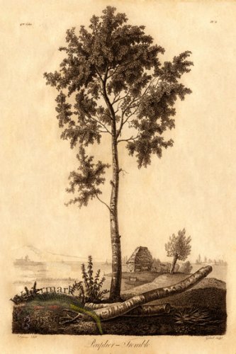 (image for) Defiennes Trees 16 S