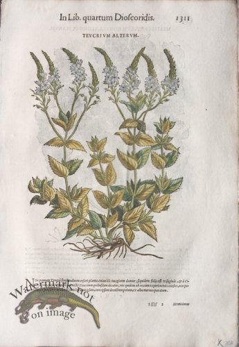 (image for) WB Botanicals 43