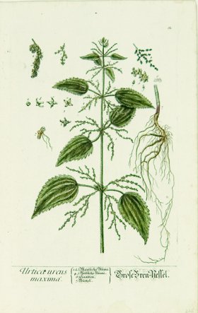 Blackwell German 066