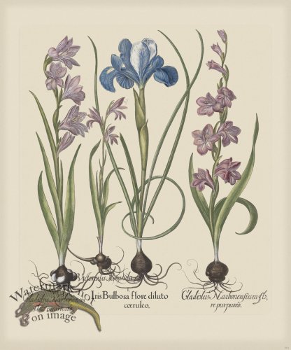 (image for) Besler 201 Colored B2