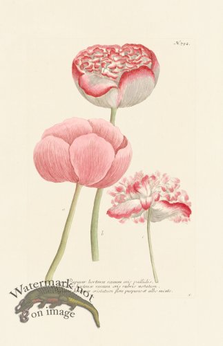 (image for) Weinmann PL 792