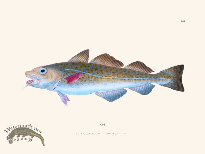 (image for) 106 Cod