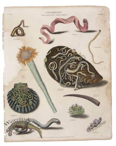 (image for) Conchology 06