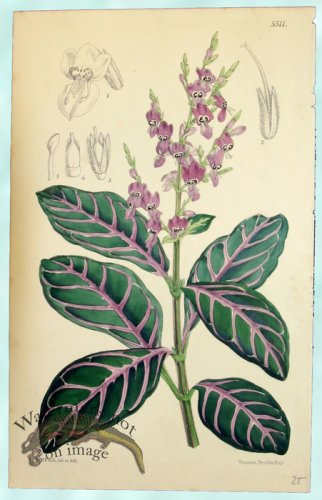 (image for) Curtis Leaves 04