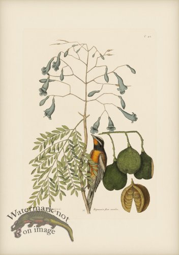 (image for) 042 Bahama Finch