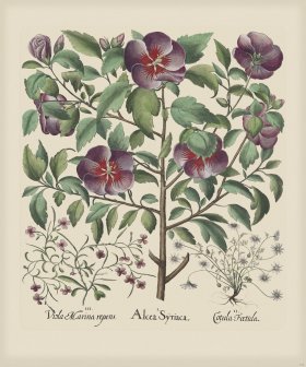 Besler 145 Colored B2