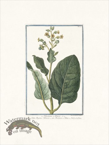 (image for) Bonelli 090 Tobacco
