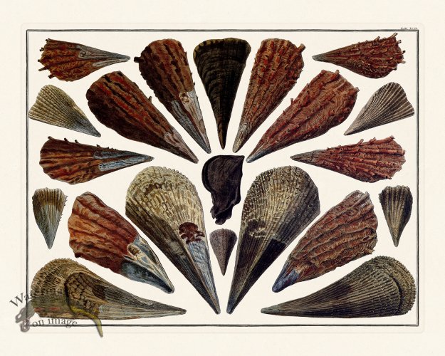 (image for) Seba B2 092 Claim