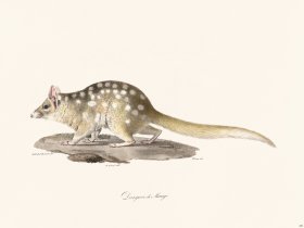 Cuvier 280 Dasyure Of Mauge