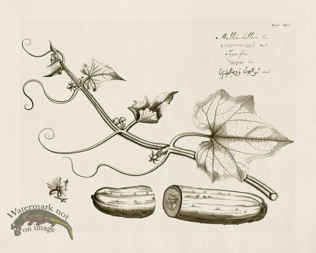 (image for) HORTUS VOl 08 06