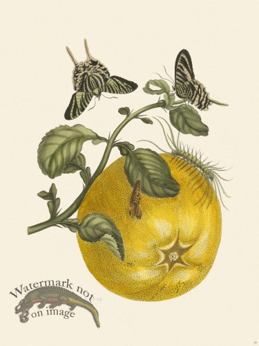 (image for) Merian Metamorphosis 29