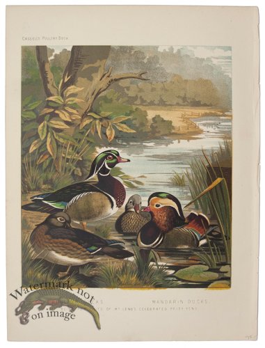 (image for) Wood Duck Mandarin Duck