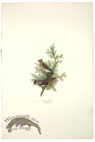 Cedar Bird