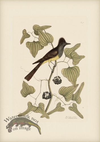 (image for) 052 Crefted Flycatcher