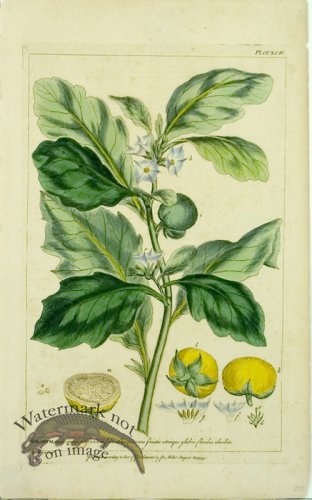 (image for) Philip Miller 023