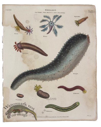 (image for) Sea Cucumber