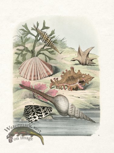 (image for) Shell BOTW 04