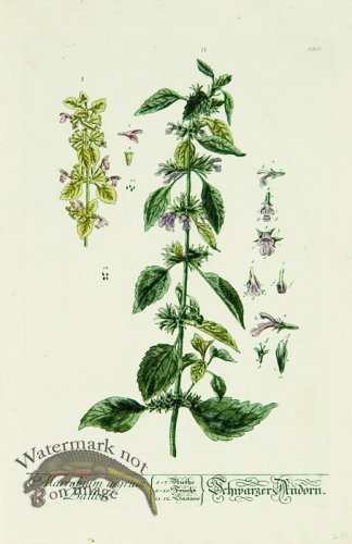 (image for) Blackwell German 147