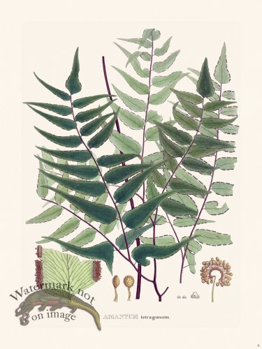 (image for) Ferns of Brazil 09