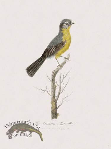 28 New Holland Caffowary