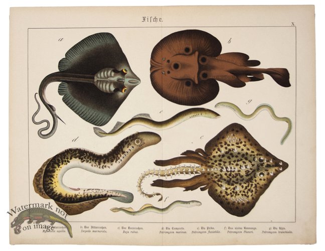 (image for) Sting Ray Puffer Fish