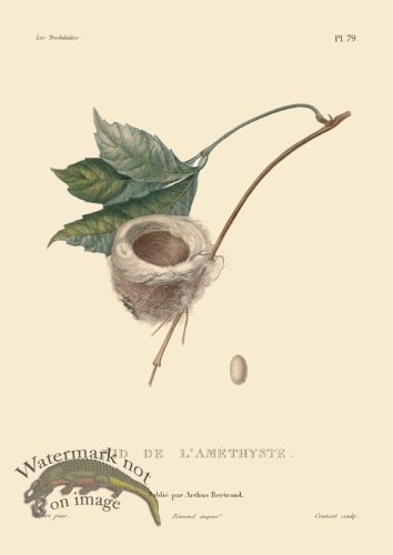 (image for) Humming Bird 79