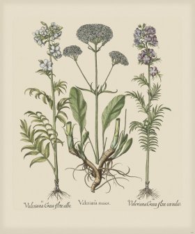 Besler 260 Colored B2