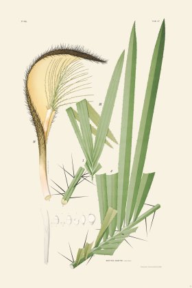 Rodrigues Palm Front 061