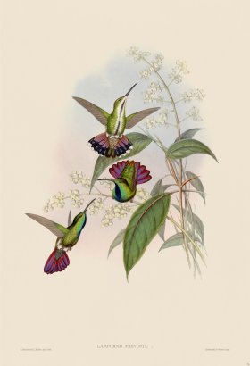 Gould Hummingbird 075