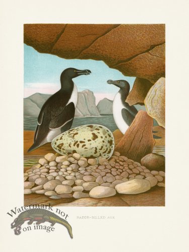 (image for) Thomas Gentry Bird 17