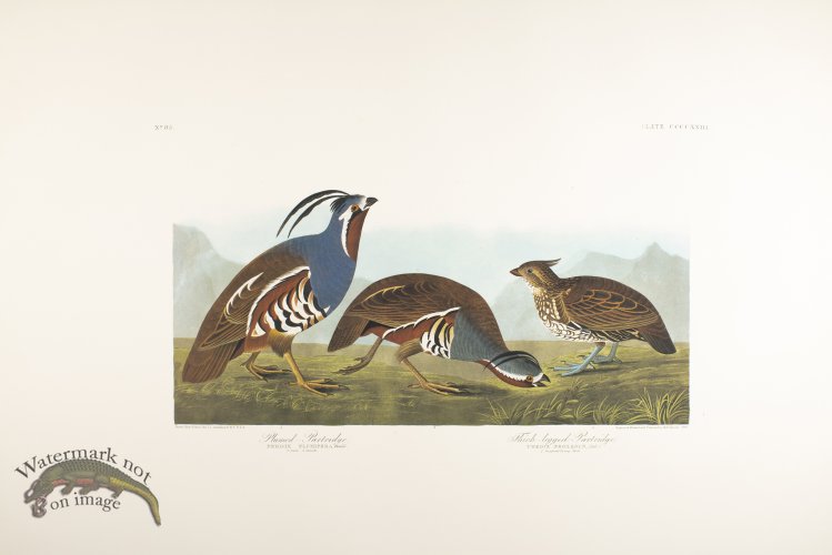 (image for) Rough Legged Falcon