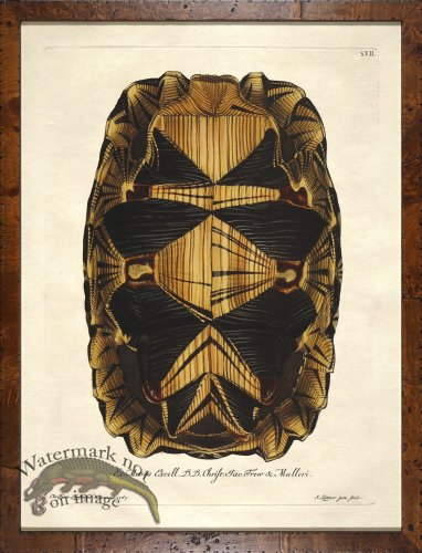 (image for) Turtle Shell Burl 10