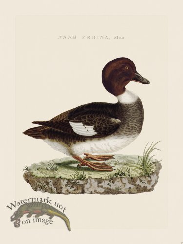 (image for) Nozeman Bird 047